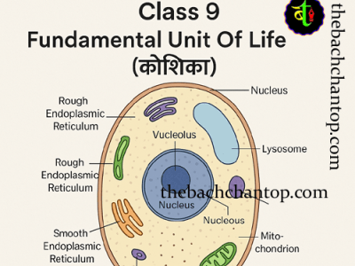 NCERT Short Notes Chapter 5: The Fundamental Unit of&nbsp;Life