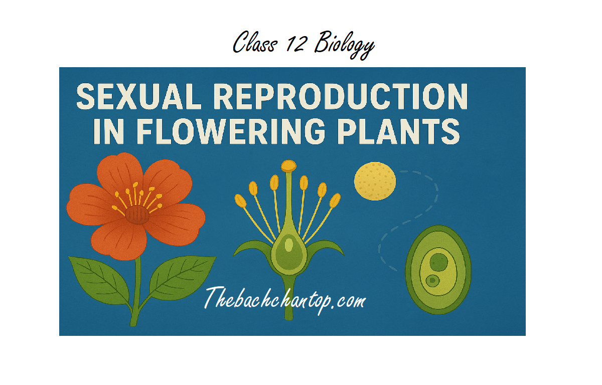 Class 12 Biology Chapter 1 – Sexual Reproduction in Flowering Plants Notes PDF (Free Download)