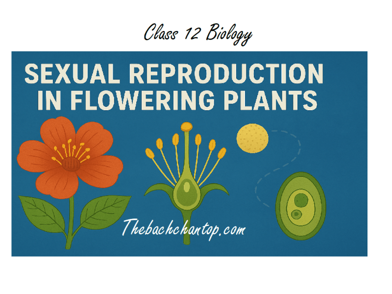 Class 12 Biology Chapter 1 – Sexual Reproduction in Flowering Plants Notes PDF (Free&nbsp;Download)
