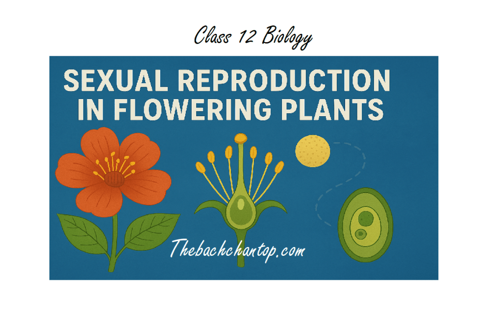 class 12 biology sexual reproduction in fliowering plants