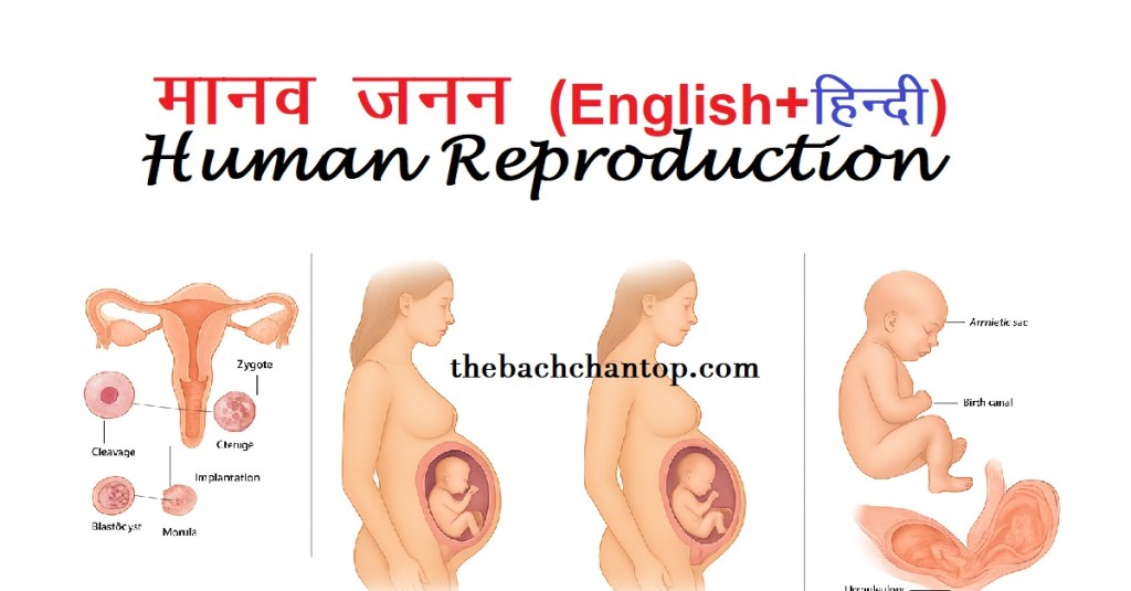 human reproduction full notes pdf