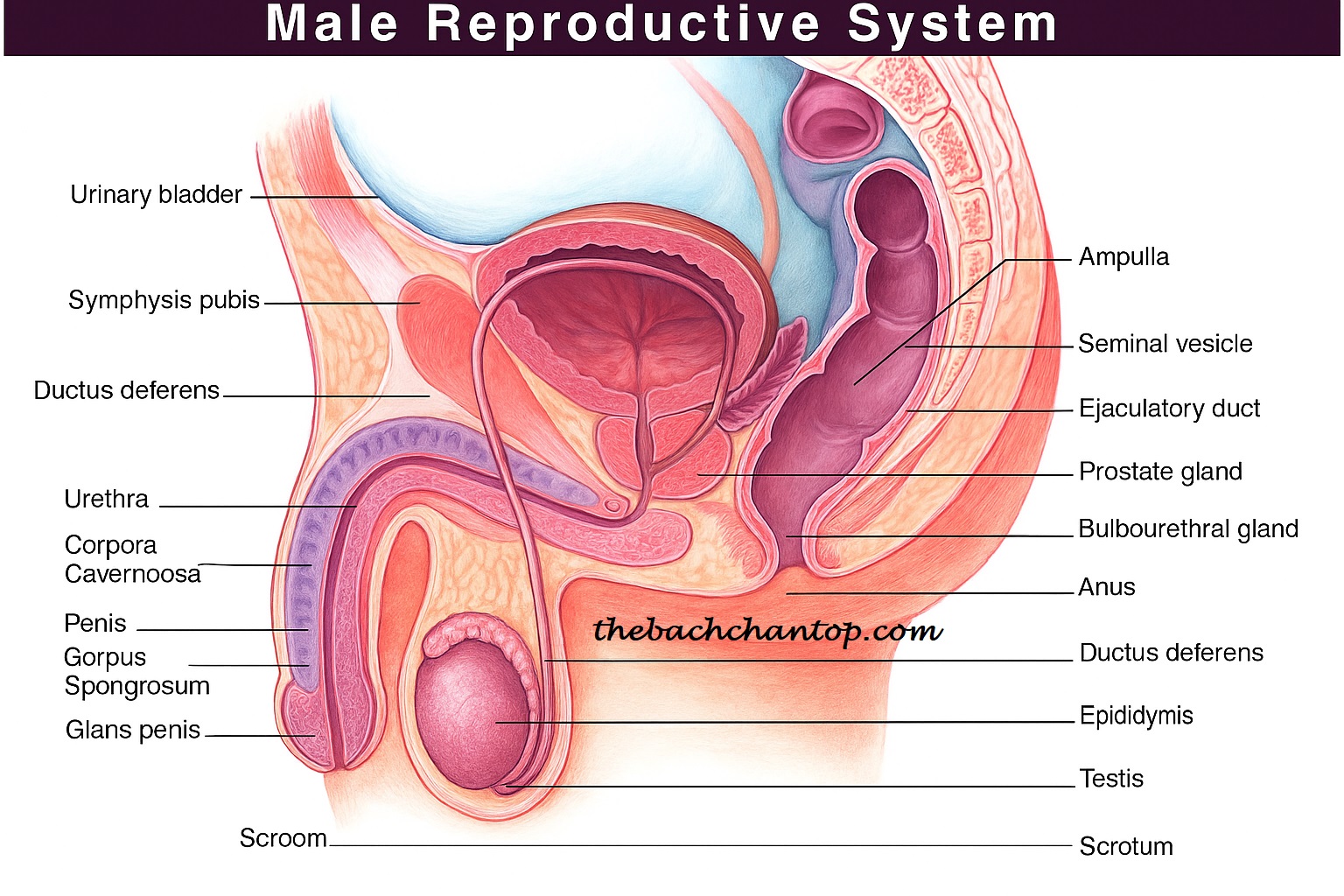 male reproductive system