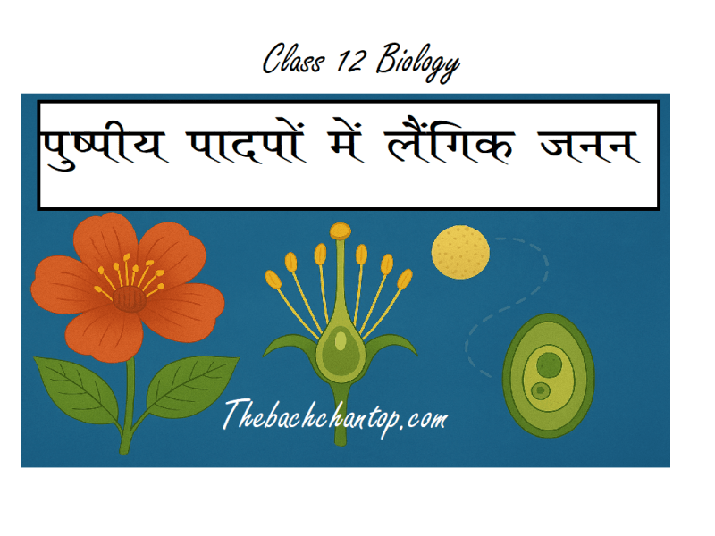 कक्षा 12 जीवविज्ञान अध्याय 1 – पुष्पीय पौधों में लैंगिक जनन नोट्स PDF (फ्री&nbsp;डाउनलोड)