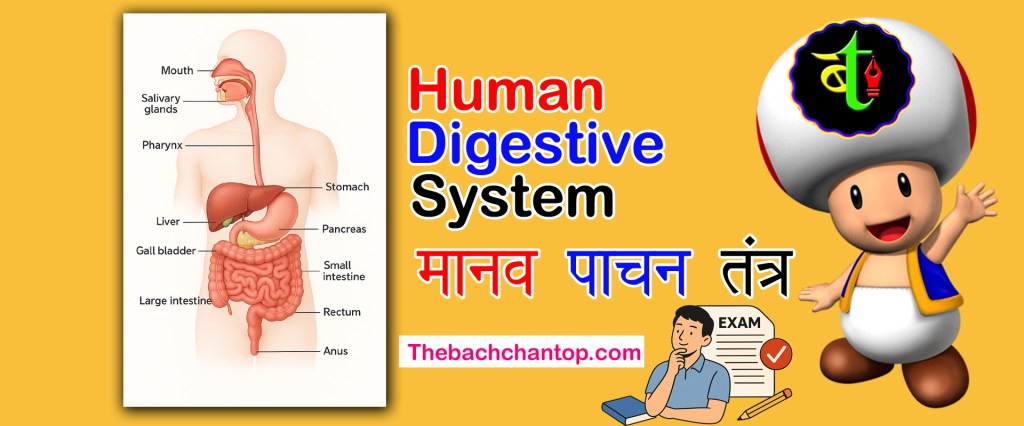 human digestive system notes life processes notes