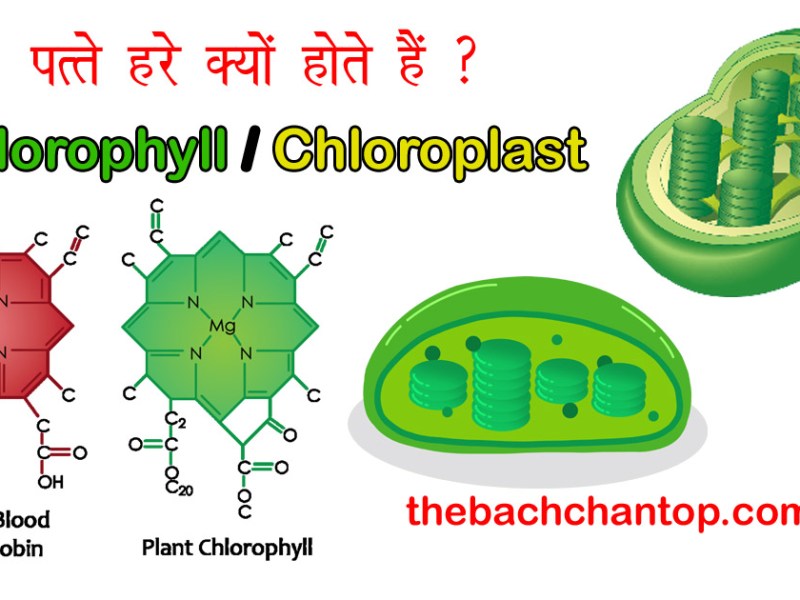 पत्ते हरे क्यों होते हैं? | क्लोरोफिल (हरित लवक) का रहस्य और सम्पूर्ण&nbsp;जानकारी