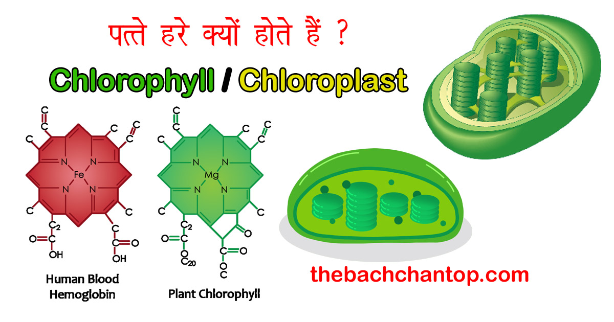 पत्ते हरे क्यों होते हैं? | क्लोरोफिल (हरित लवक) का रहस्य और सम्पूर्ण&nbsp;जानकारी