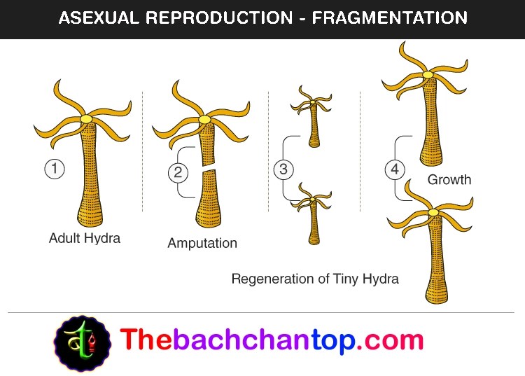 asexual reproduction mode of reproduction