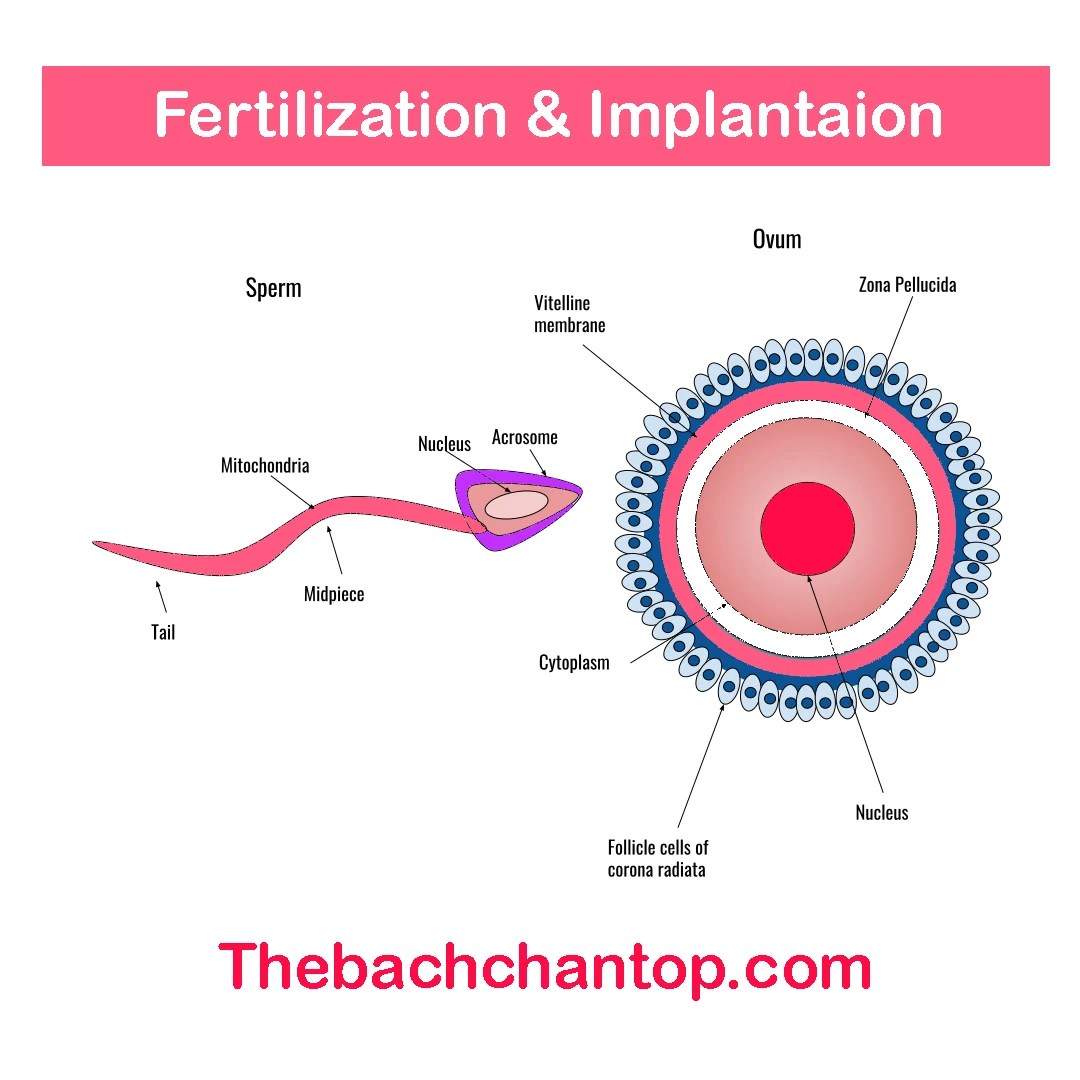 human egg fertilization and implantation
