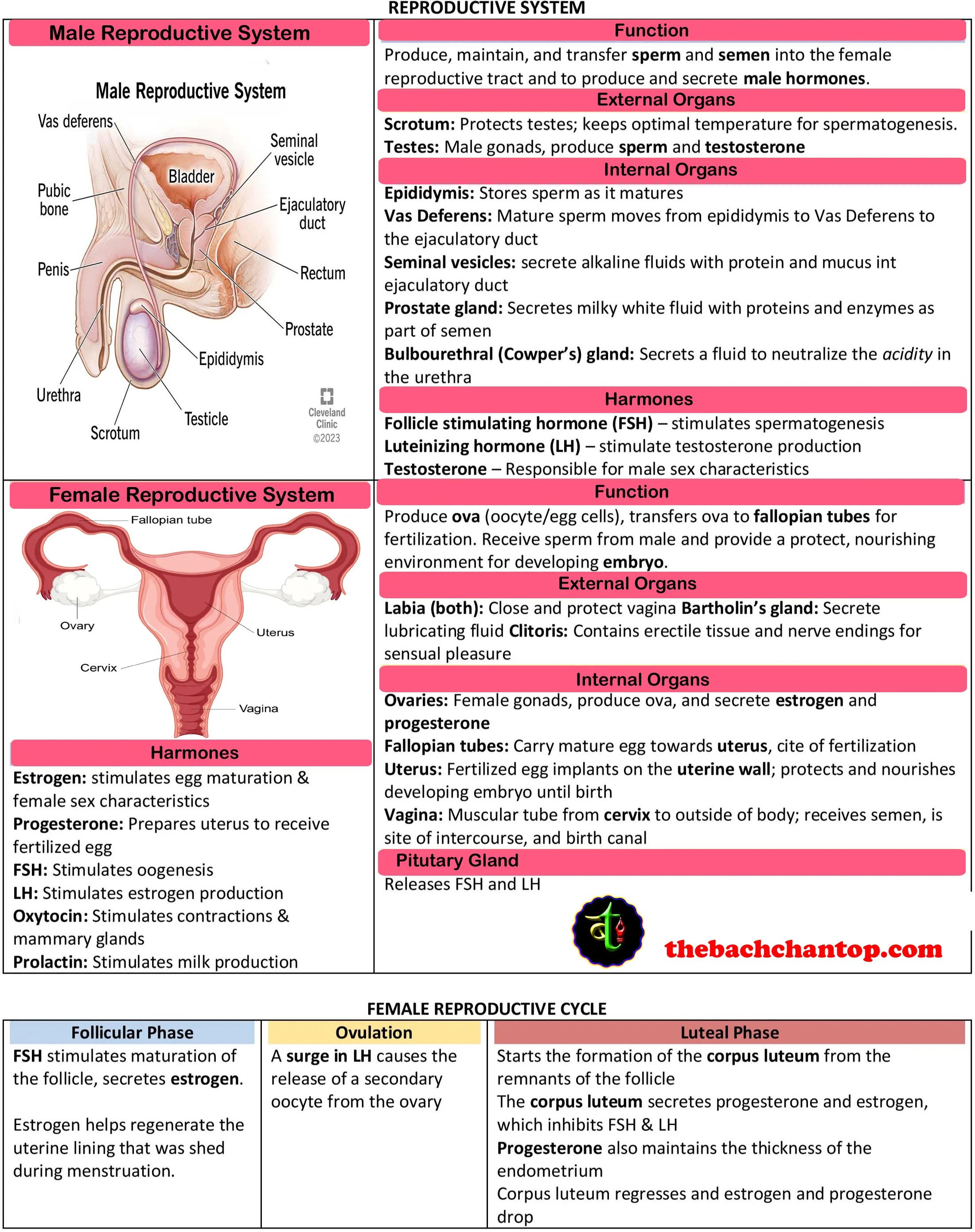 Human REPRODUCTIVE SYSTEM