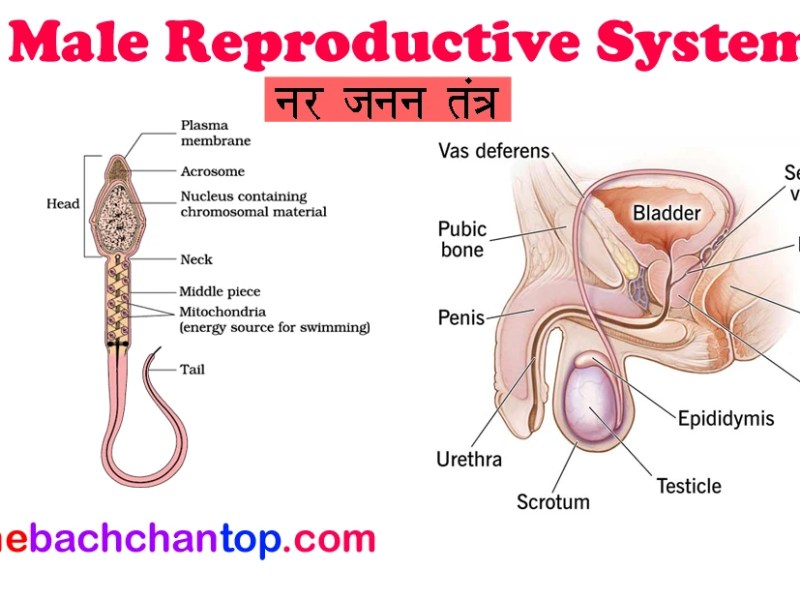 Male Reproductive System – Complete Notes for Class&nbsp;10