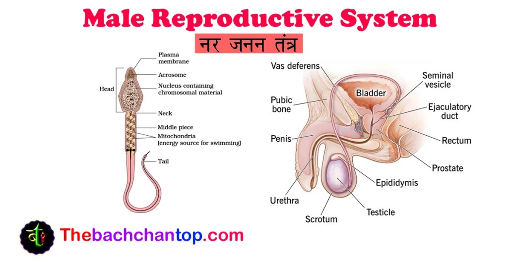 male reproductive system notes thebachchantop.com
