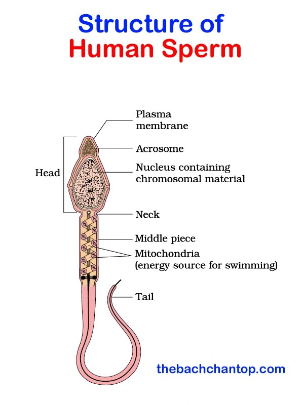 structure of human sperm thebachchantop
