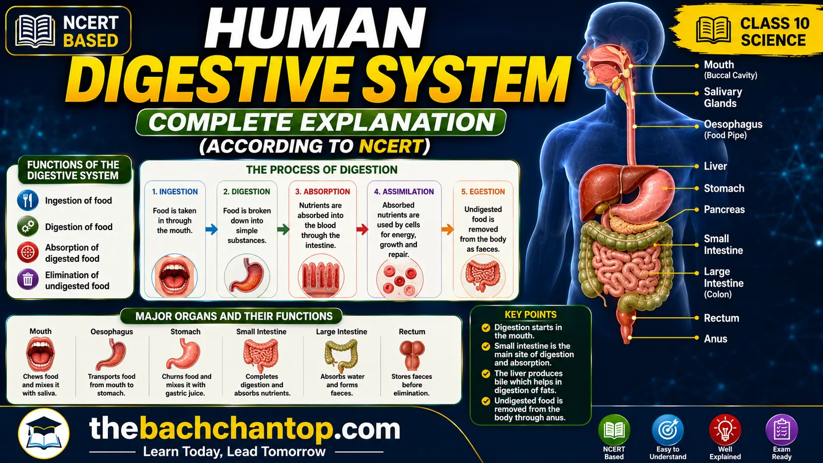 Human Digestive System – Complete Explanation (According to NCERT)