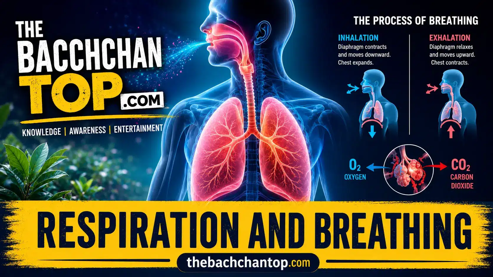 Respiration and Breathing: Definition, Process, Differences and Importance