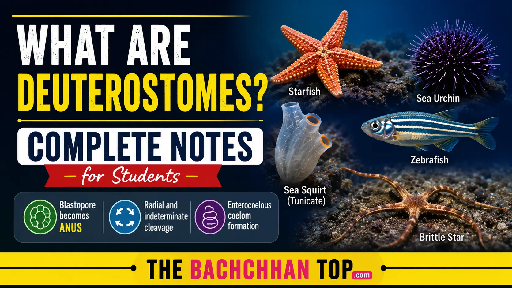 What are Deuterostomes? Complete Notes for Students