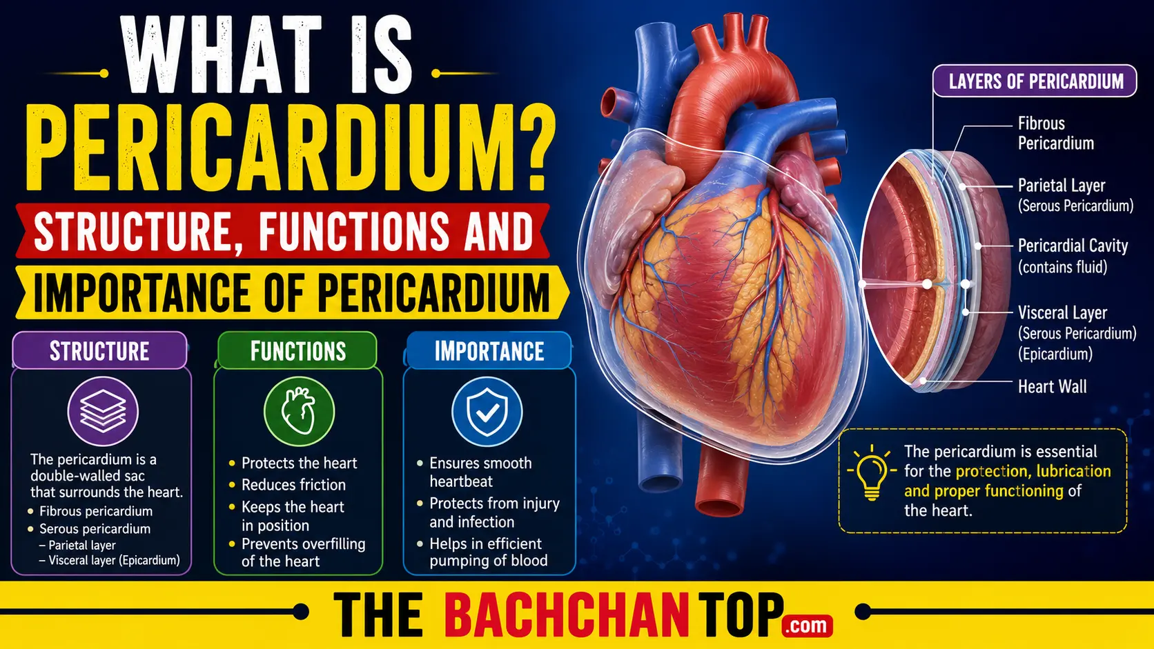 What is Pericardium? Structure, Functions and Importance of Pericardium