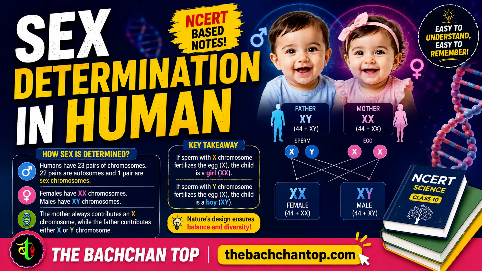 Sex Determination in Humans