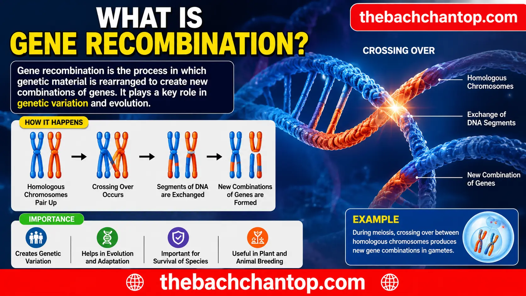 What is Gene Recombination? Definition, Process, Types, Examples and Importance