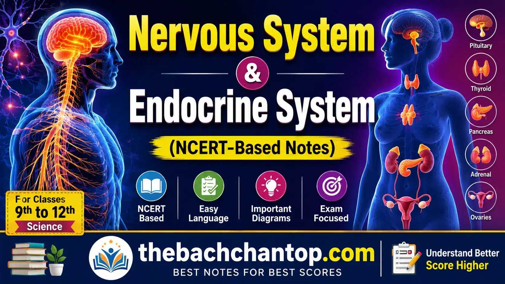 Difference Between Nervous System and Endocrine System (NCERT-Based Notes)