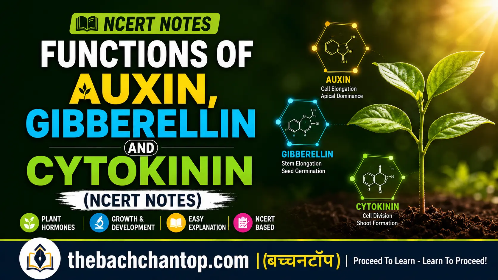 Functions of Auxin, Gibberellin and Cytokinin (NCERT Notes)