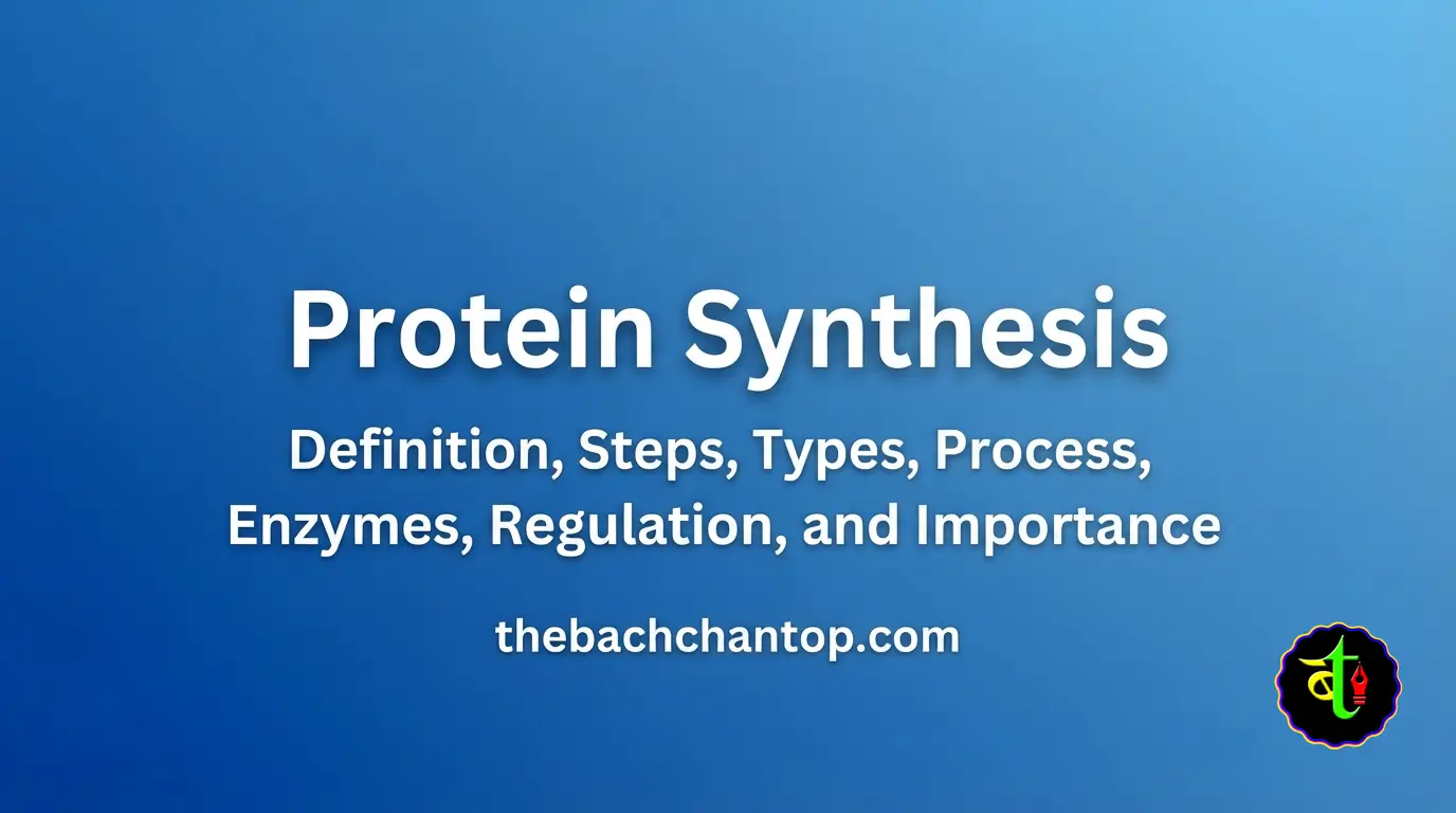 Protein Synthesis: Definition, Steps, Types, Process, Enzymes, Regulation, and Importance