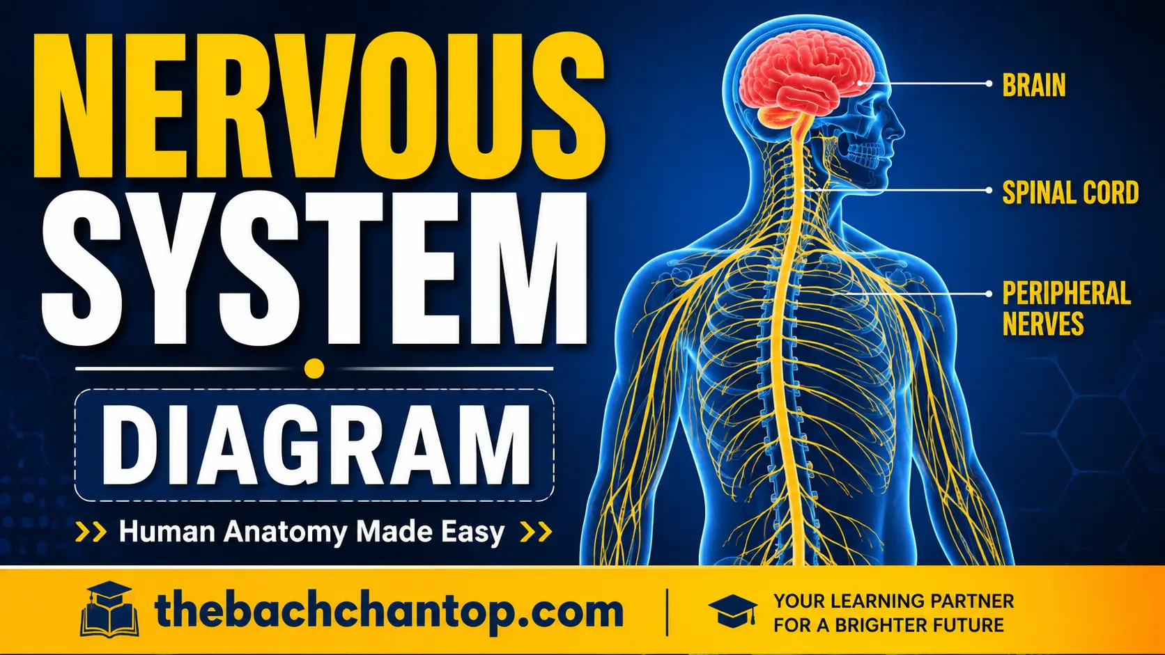 Nervous System Diagram Explanation