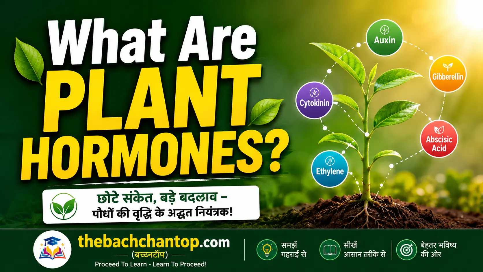 What Are Plant Hormones? (NCERT Notes)