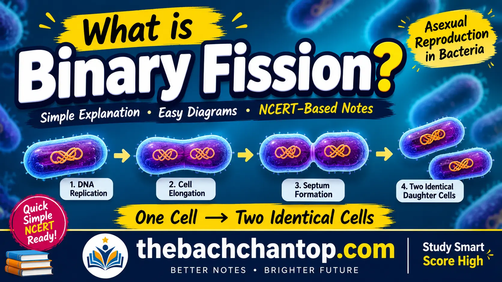What is Binary Fission? – Complete NCERT Notes