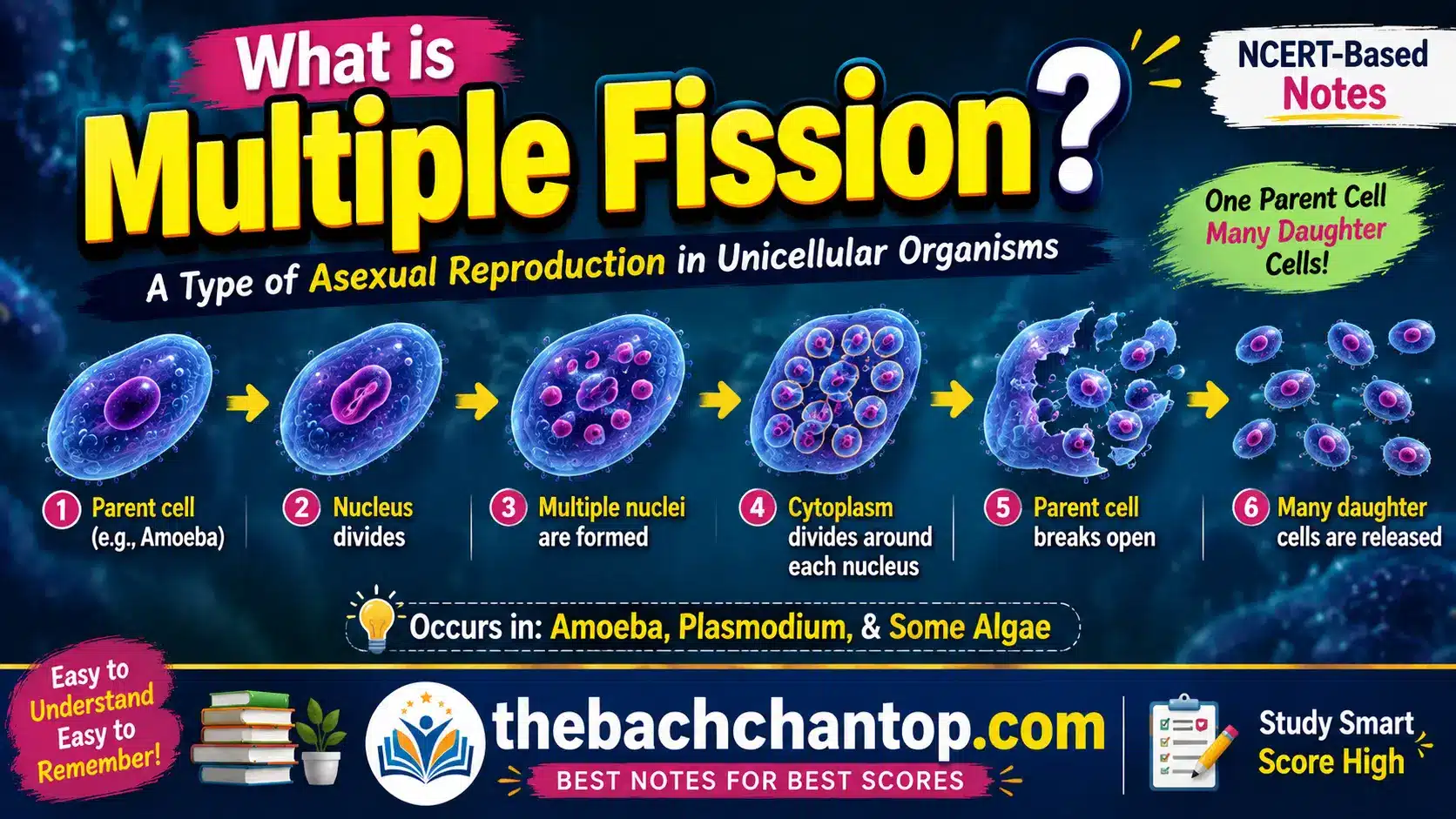 What is Multiple Fission? – Complete NCERT Notes