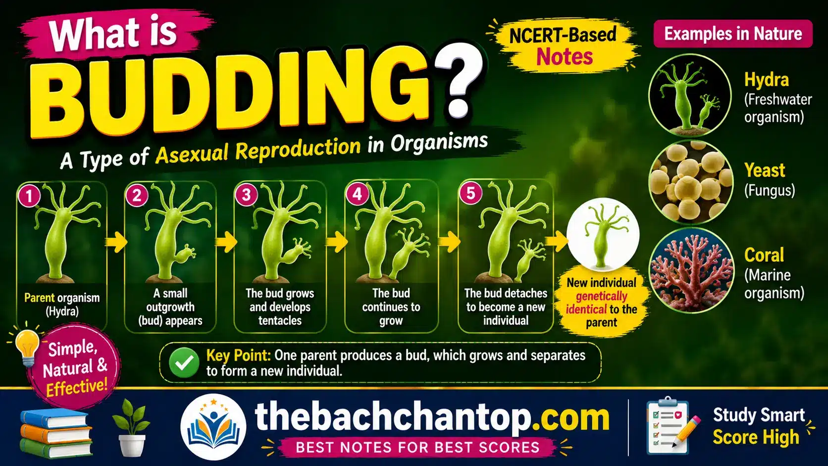 What is Budding Reproduction? – Complete NCERT Notes
