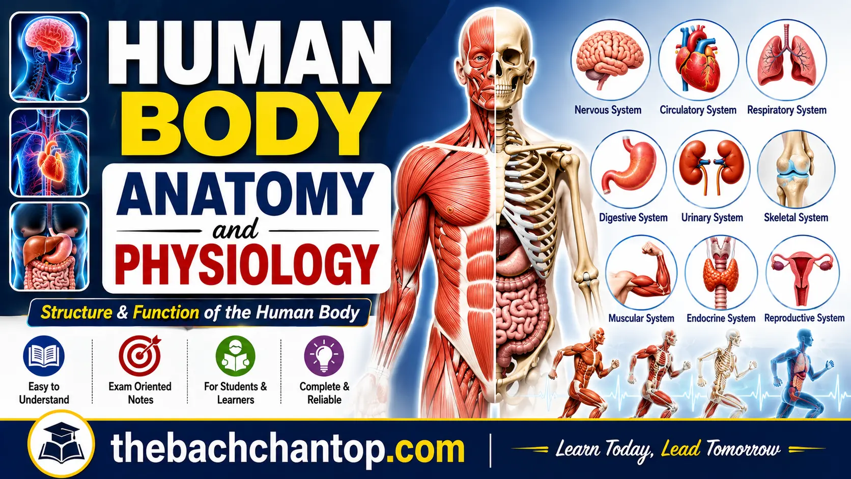 Human Body – Anatomy and Physiology