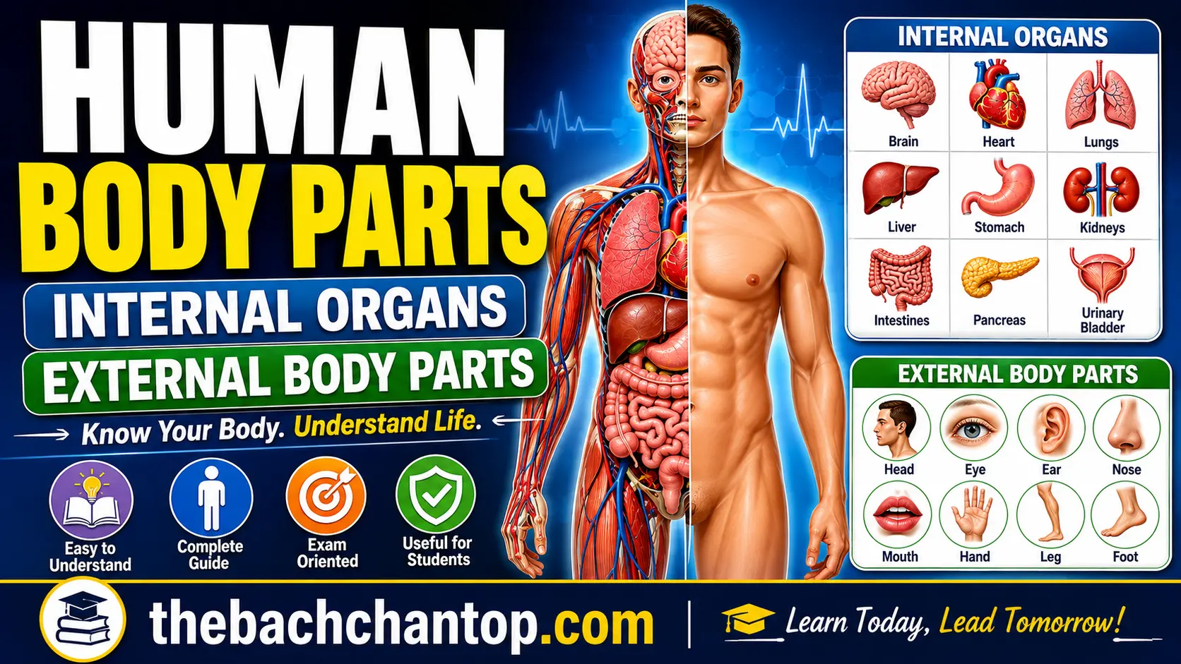 Human Body Parts, Internal Organs and External Body Parts