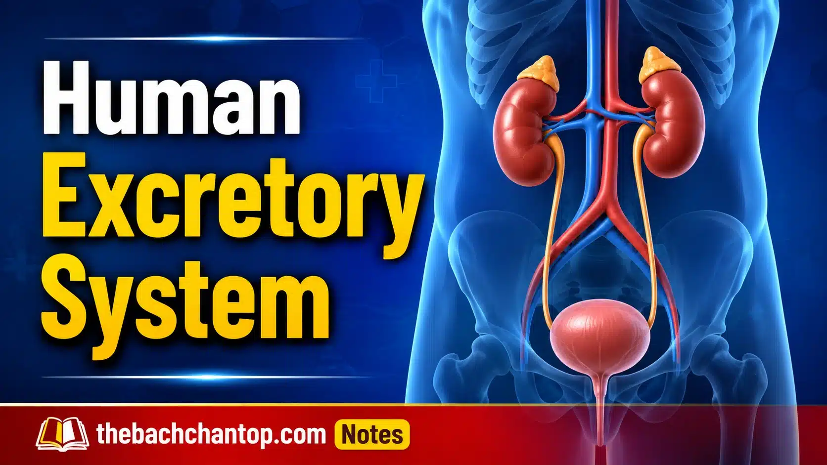 Human Excretory System NCERT Notes