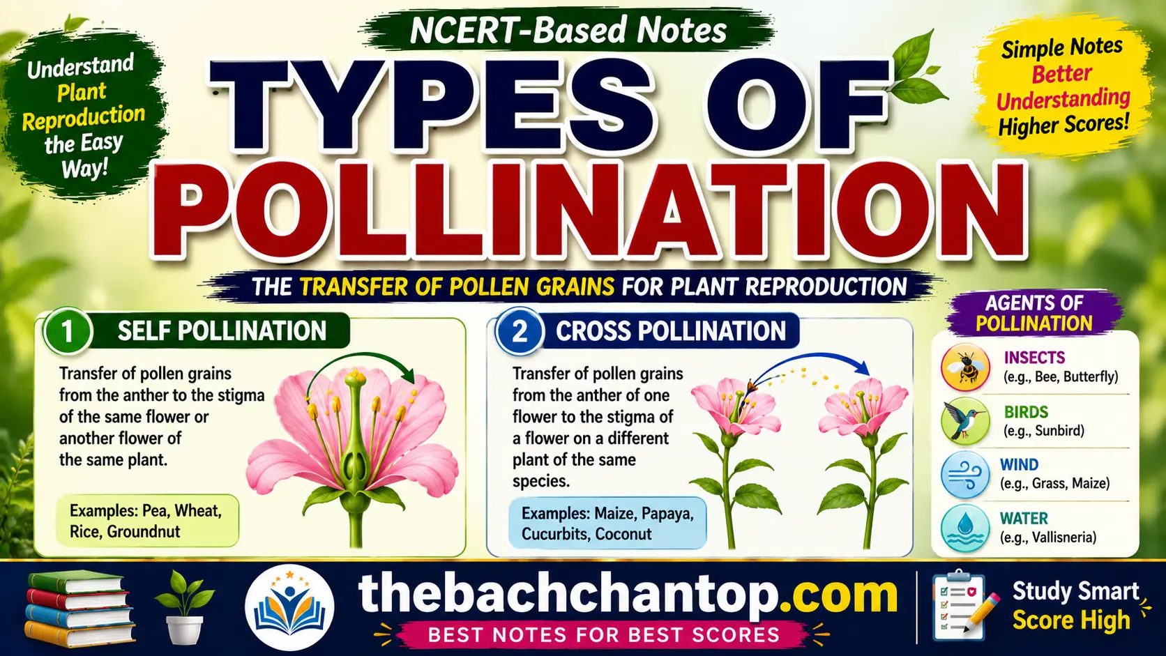 Types of Pollination (परागण के प्रकार)