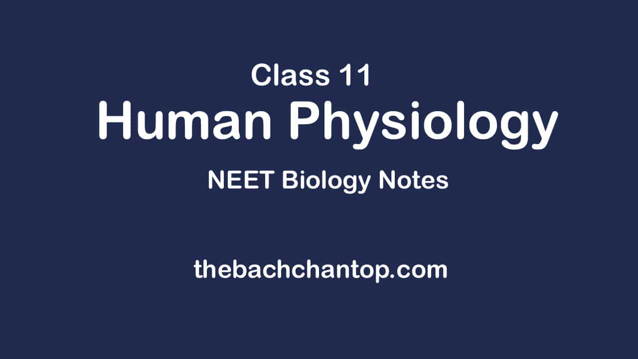 Human Physiology : NEET Biology Notes