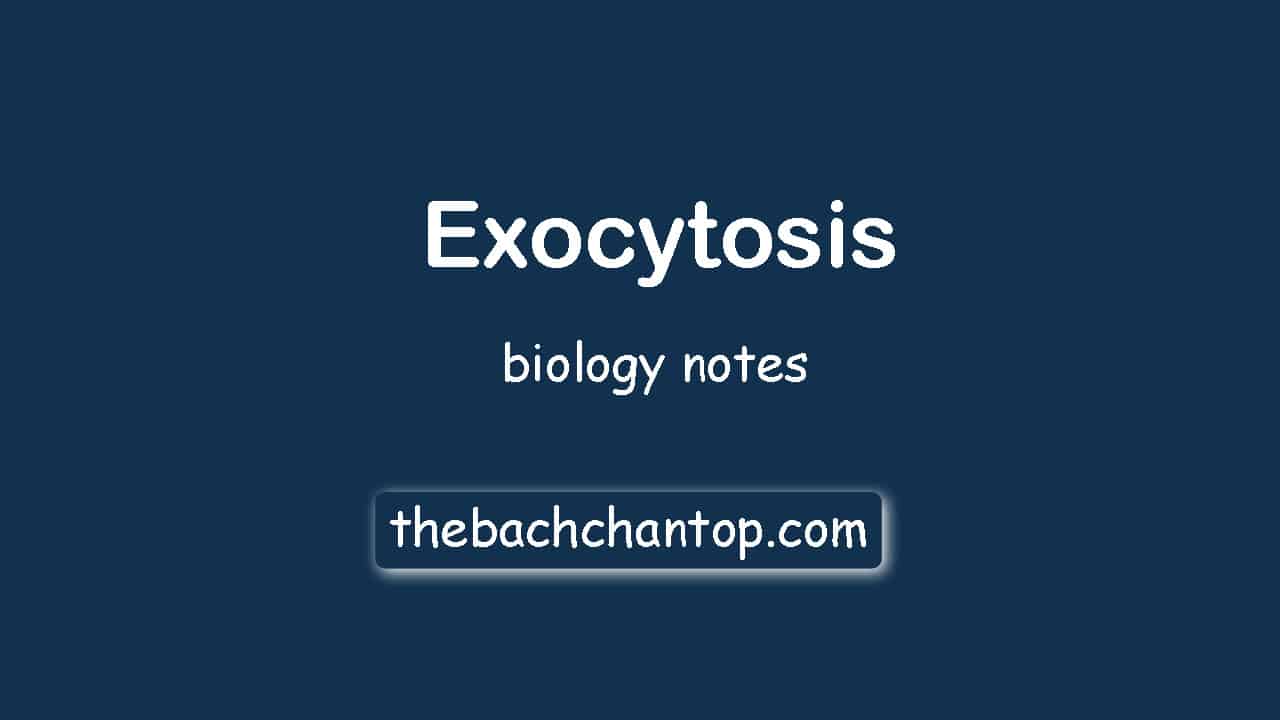 What Is Exocytosis