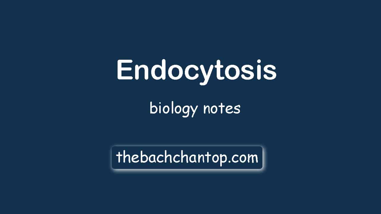 What is Endocytosis